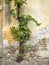 Old concrete wall with creeping plant