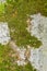 Old concrete wall with moss. Texture of weathered concrete moss covered wall