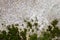 Old concrete wall or old marble wall with stains and moss with fungus.