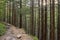Old coniferous forest with green moss covered with stone soil. forest trail