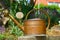 Old copper watering can in the garden