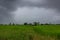 Old cottage cabin in green rice field