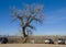 Old Cottonwood Over Trailhead Parking Lot