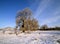 Old cottonwood trees in winter
