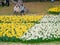 Old couple enjyoing the beautiful Narcissus jonquilla blossom in the seaside park