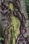 Old cracked creepy mossy tree bark cortex texture with green plant forest