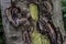 Old cracked creepy mossy tree bark cortex texture with green plant forest