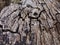 old cracked decaying timber surface with tree rings and lines in a geometric concentric pattern