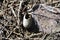 Old cracked empty gray wild bird`s egg laying on rotten leaves and grass background