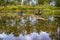 Old Cracked Snags Floating in The Pripyat River and Dry Grass and Trees on Field of Polesye Natural Resort