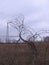 Old crooked dead tree snag on the field in the fall