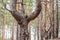 Old crooked pine tree in a coniferous forest after beeing cut grew up into a three tree trunks