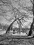 Old crooked tree across canal around city of.\\\'s Hertogenbosch