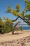 Old crooked trees on beach