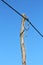 Old crooked wooden electrical utility pole connected with thick electrical wires