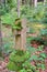 Old cross on a forgotten forest trail.