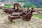 Old Crossbow and catapult in Tsarevets fortress, Bulgaria, Veli