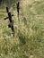 Old crosses at forgotten cemetery