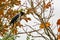 An old crow crows on a tree branch. The bird sits among the yellow autumn foliage. A crow screams on a branch of an old chestnut