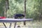 An old Crow eats off the picnic table in Cades Cove.