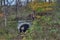 Old Culvert in Autumn in Eastern Ohio