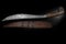 Old curve combat knife, scimitar, curved blade, wooden handle, black background