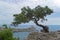 Old curved juniper on the seashore.