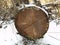 Old cut fallen spruce in the winter forest