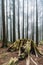 Old cut tree with roots in Japanese Cedar Forest with fog in Alishan National Forest Recreation Area in winter in Chiayi County