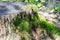 Old cut tree trunk with debris green and moss