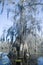 Old Cypress Tree
