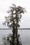 An old cypress tree in Lake Martin, Louisiana, USA.
