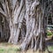 Old cypress tree trunks as part of long tree tunnel in Inverness, California