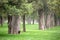 Old cypress trees in park