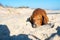 Old dachshund sleeps on the beach