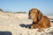 Old dachshund sleeps on the beach
