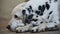 Old dalmatian dog lying on the ground