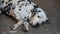 Old dalmatian dog lying on the ground