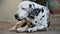 Old dalmatian dog lying on the ground