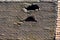 Old damaged tiled roof with a hole on the roof and broken tiles