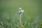 Old dandelion in sunset, the last day of life