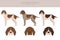 Old Danish pointer clipart. Different poses, coat colors set