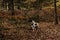 old Danish pointer dog in af leash in forest with fallen leaves in the forest floor