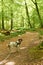 Old danish pointer dog in leash at a path in the forest