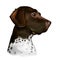 Old Danish pointer dog with spots on short fur isolated digital art. Pet originated from Denmark Scandinavian puppy. Poster with