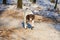Old Danish Pointer dog walking on path in forest