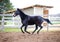 Old dark bay eventing gelding horse