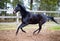 Old dark bay eventing gelding horse galloping in paddock