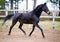 Old dark bay eventing gelding horse trotting in paddock