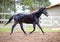 Old dark bay eventing gelding horse trotting in paddock